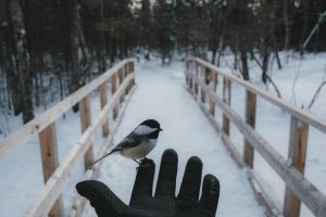 Photo by paul jousseau on <a href="https://www.pexels.com/photo/bird-on-hand-in-winter-15611325/" rel="nofollow">Pexels.com</a>