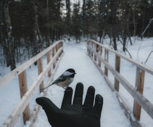 Photo by paul jousseau on <a href="https://www.pexels.com/photo/bird-on-hand-in-winter-15611325/" rel="nofollow">Pexels.com</a>