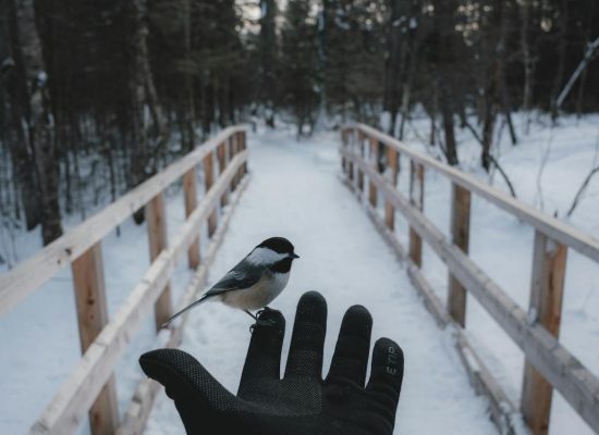 Photo by paul jousseau on <a href="https://www.pexels.com/photo/bird-on-hand-in-winter-15611325/" rel="nofollow">Pexels.com</a>