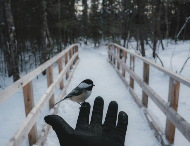 bird on hand in winter